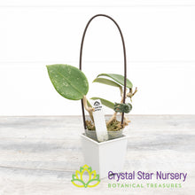 Hoya verticillata (splash heart shape)