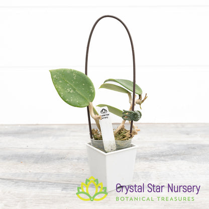 Hoya verticillata (splash heart shape)