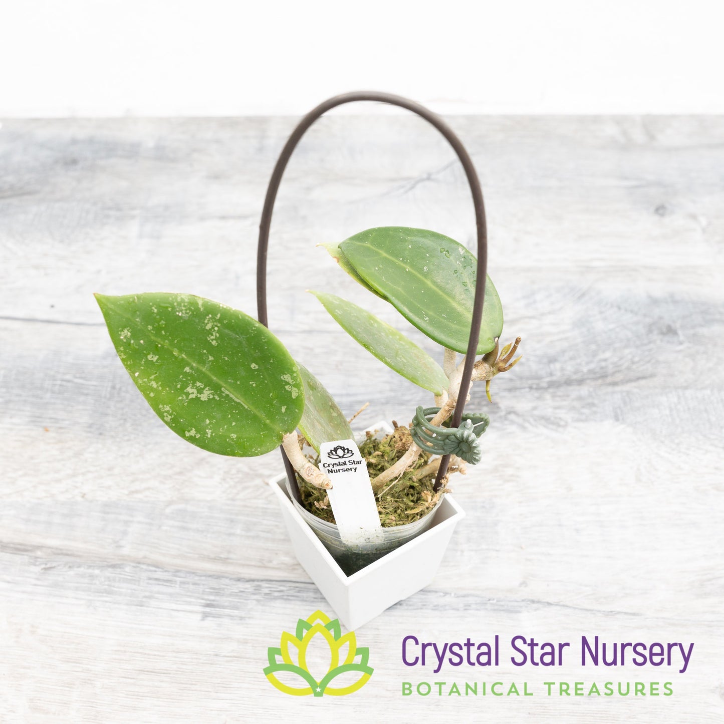 Hoya verticillata (splash heart shape)