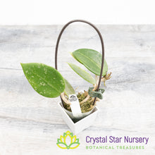 Hoya verticillata (splash heart shape)