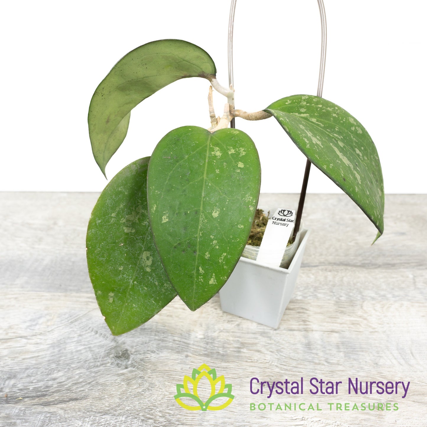 Hoya vitellina (fusco marginata splash)