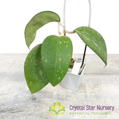 Hoya vitellina (fusco marginata splash)