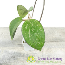 Hoya vitellina (fusco marginata splash)