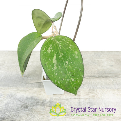 Hoya vitellina (fusco marginata splash)
