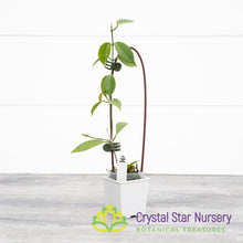 Hoya vitiensis (white)