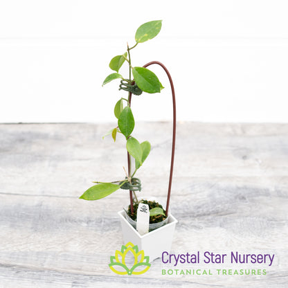 Hoya vitiensis (white)