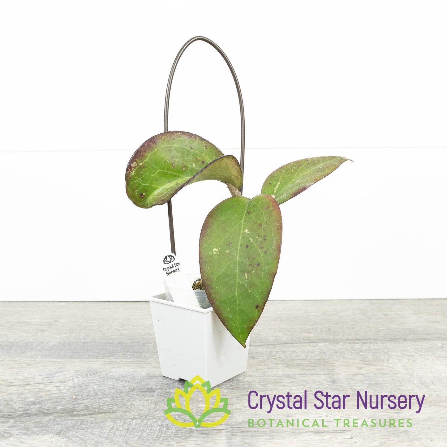 Hoya vitellina (fusco marginata)