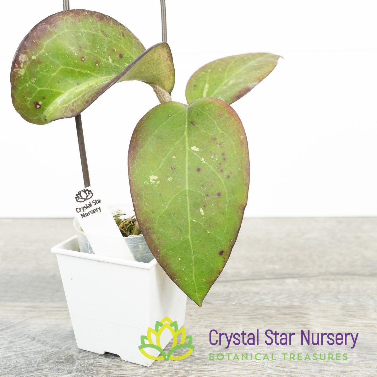 Hoya vittelina (fusco marginata)