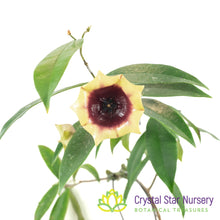 Hoya wallichii subsp. tenebrosa (SLM-02)