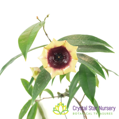 Hoya wallichii subsp. tenebrosa (SLM-02)
