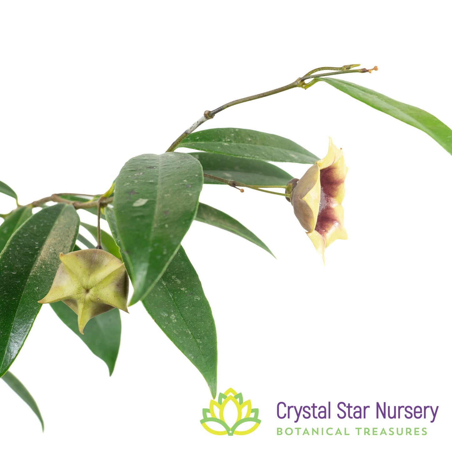 Hoya wallichii subsp. tenebrosa (SLM-02)