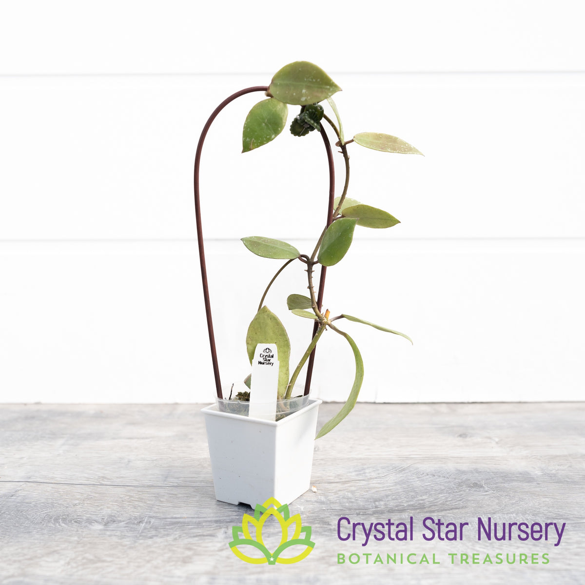 Hoya walliniana UT152