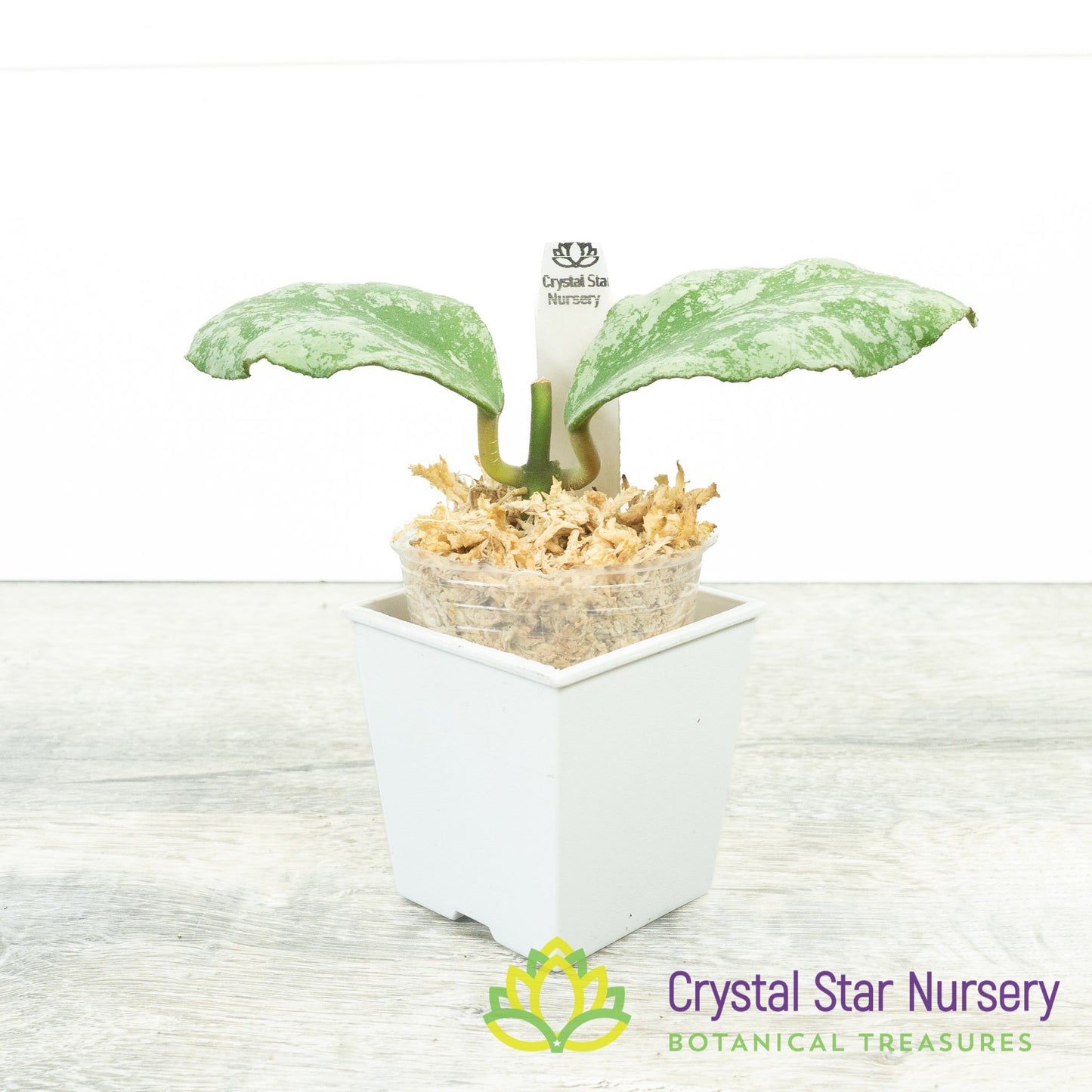 Hoya waymaniae 'Cloudy Sky'