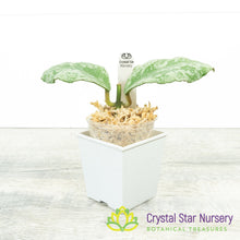 Hoya waymaniae 'Cloudy Sky'