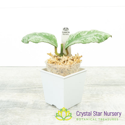 Hoya waymaniae 'Cloudy Sky'