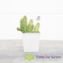 Huernia sp