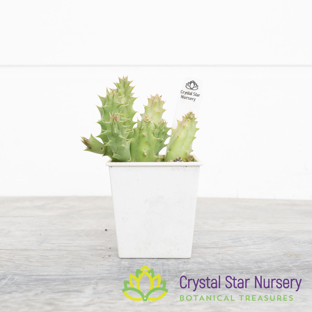 Huernia sp