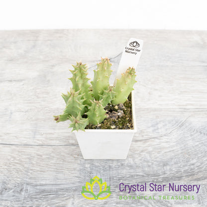 Huernia sp