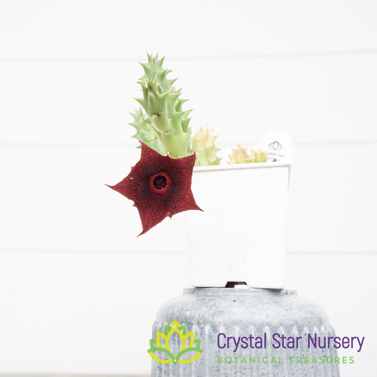 Huernia sp