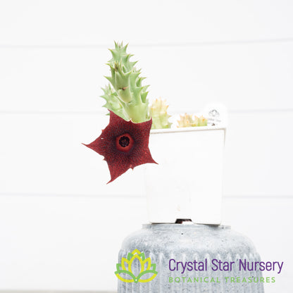Huernia sp