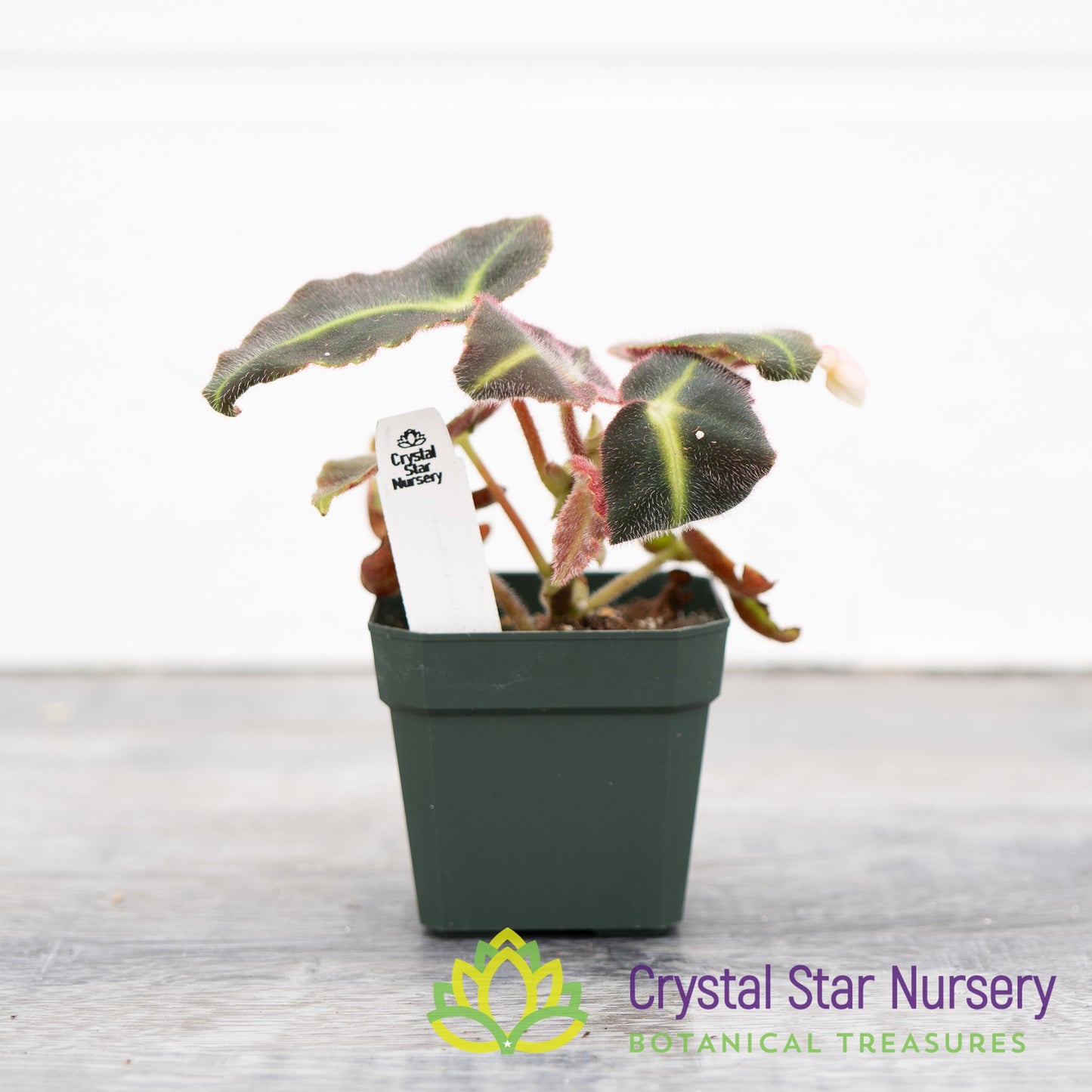 Begonia Listada