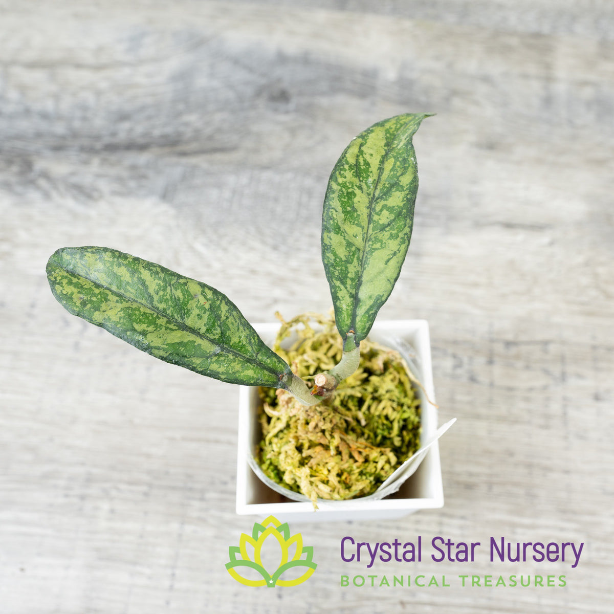 Hoya crassipetiolata (splash)