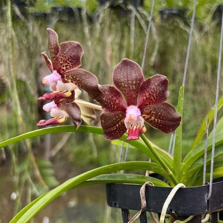 Vanda (Merrillii x Tessellata) x Mimi Palmer (1)