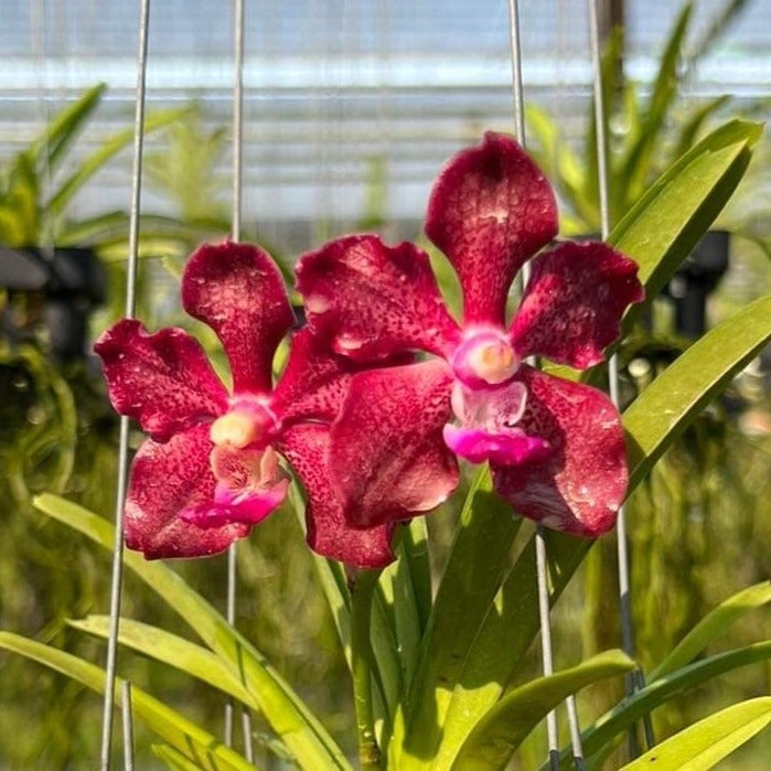 Vanda Merrillii x (Denisoniana  x Mimi Palmer) (2)