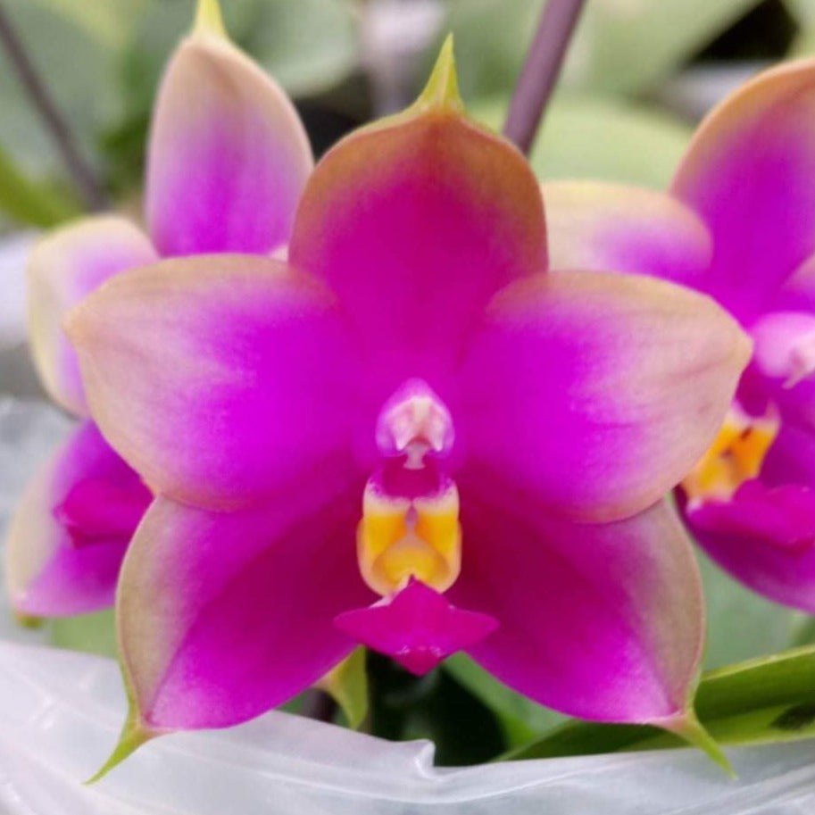 Phalaenopsis Miro Seika &#39;Miro&#39; (K136)