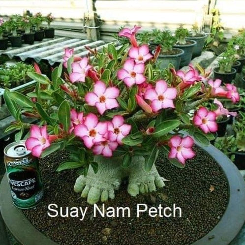 Adenium Suay Nam Petch