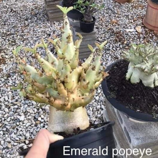 Adenium Emerald Popeye