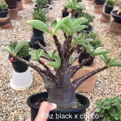Adenium KHZ Black X Choco
