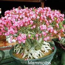 Adenium Mammoth
