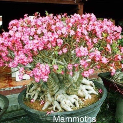 Adenium Mammoth