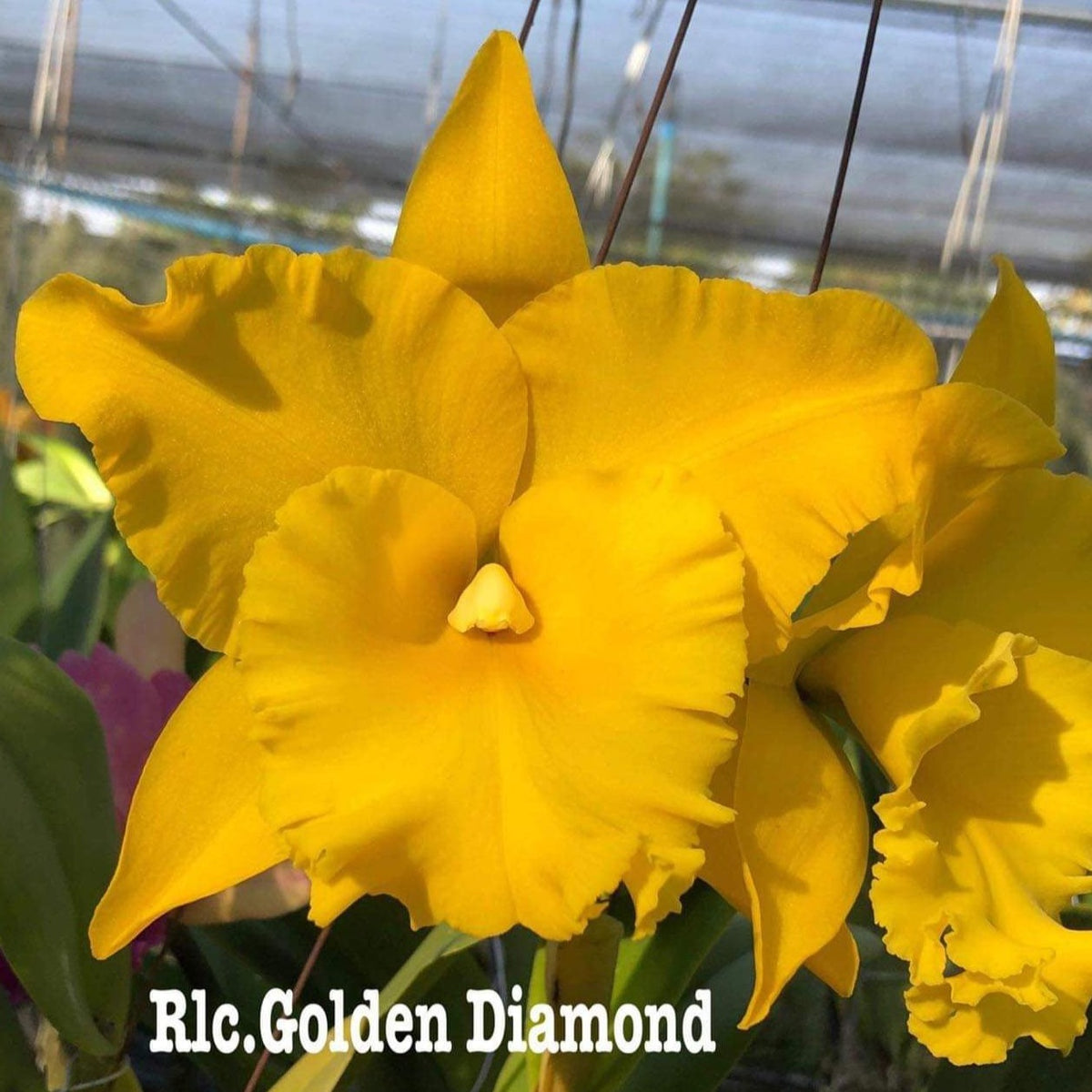 Rhyncholaeliocattleya Golden Diamond (TH#6)