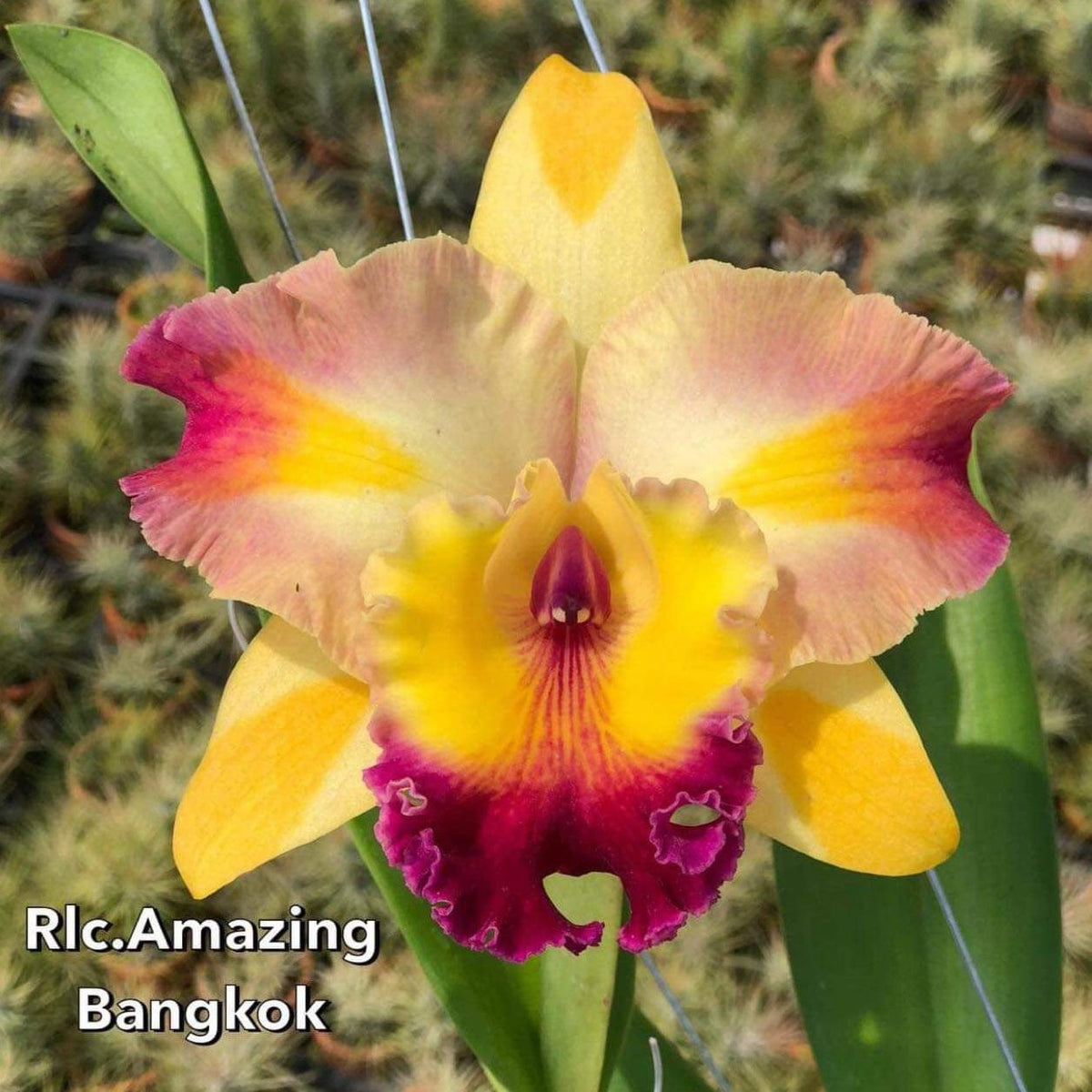 Rhyncholaeliocattleya Amazing Bangkok (TH8) Crystal Star Nursery