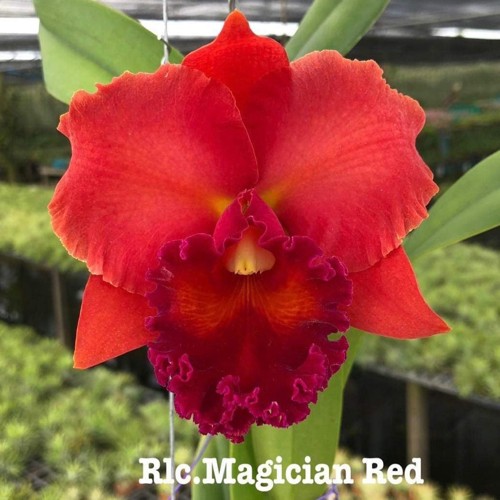 Rhyncholaeliocattleya Magician Red (TH10) Crystal Star Nursery