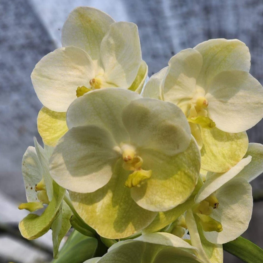 Vanda Hongsilp