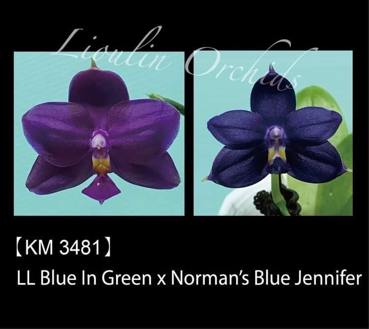 Phalaenopsis LL Blue In Green x Norman&#39;s Blue Jennifer (3481)