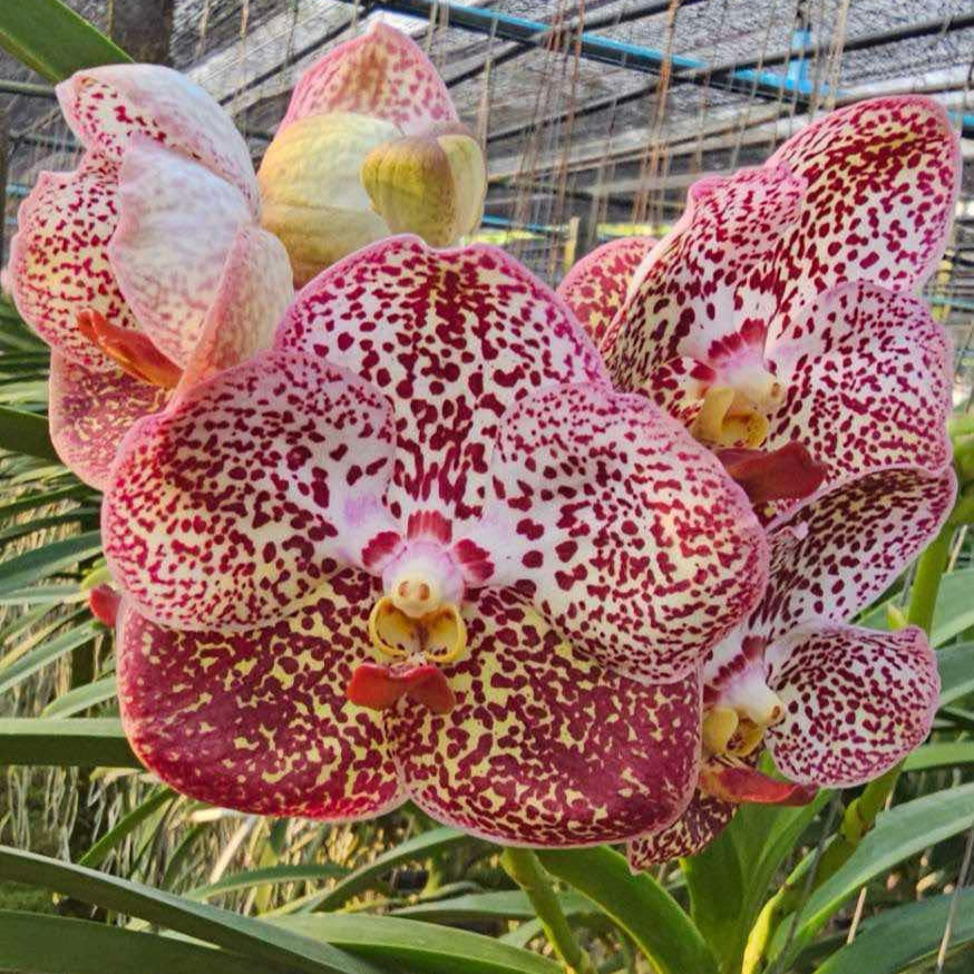 Vanda Razarudin Husain
