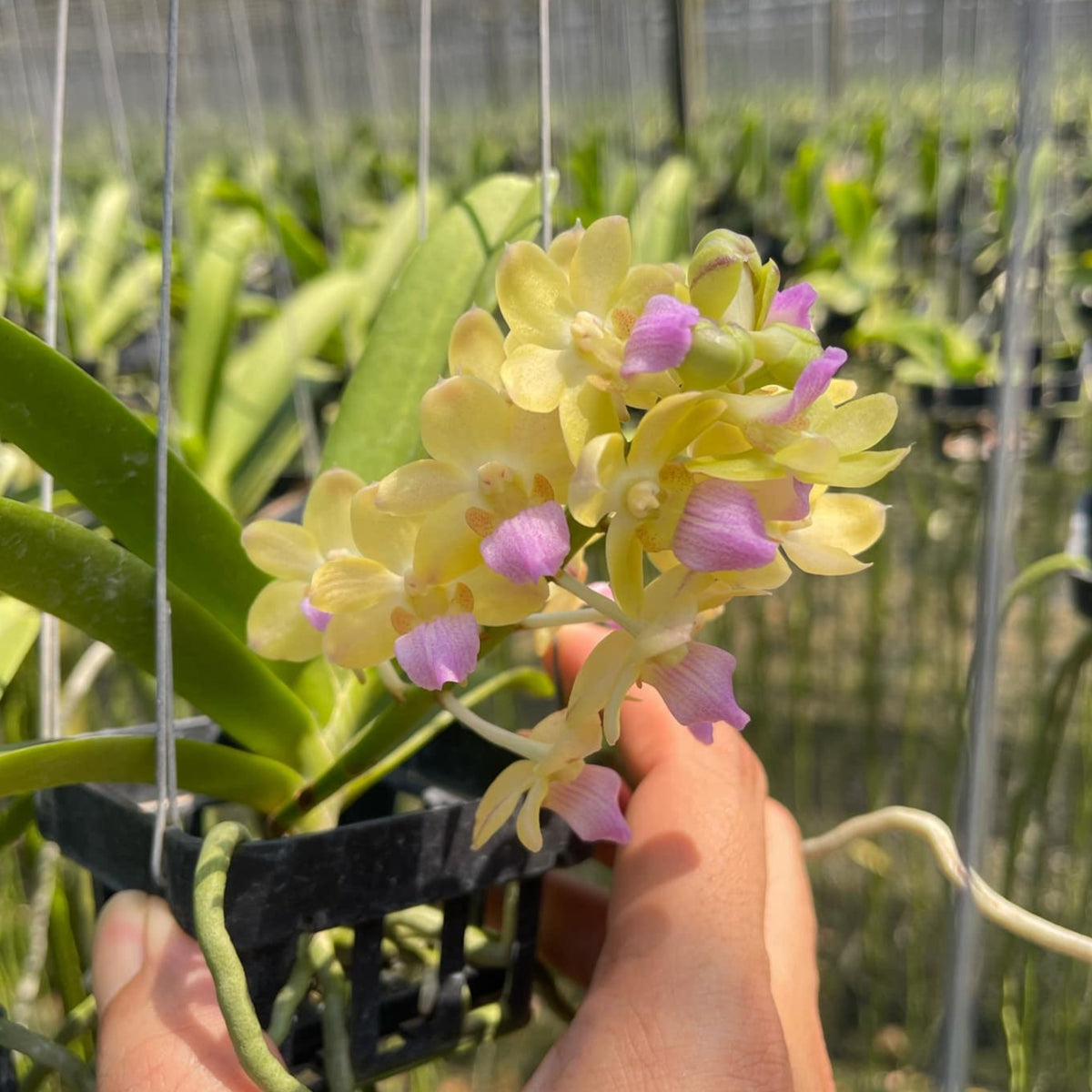 Vanda Wuttipanara Manoonya &#39;Yellow&#39; (#5)