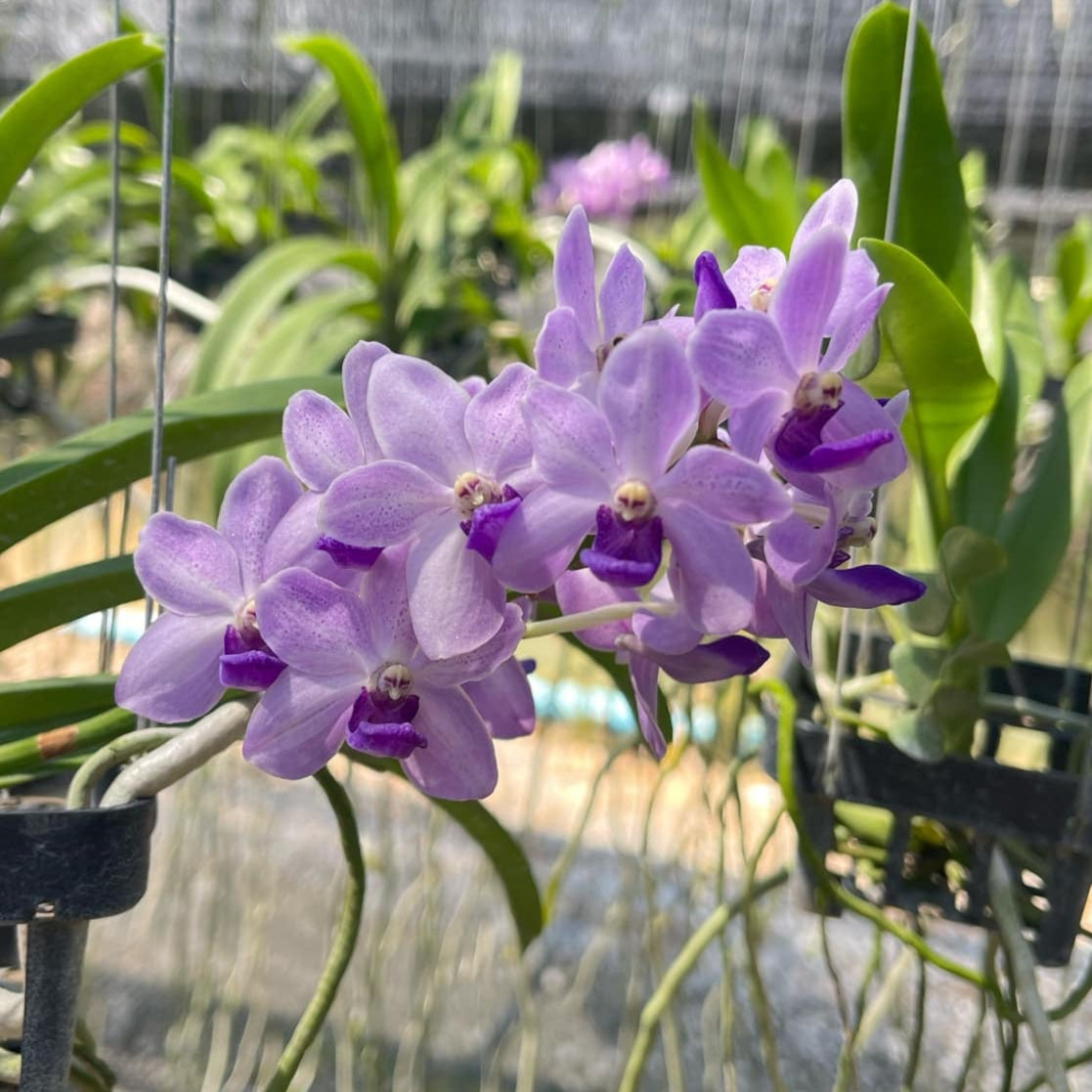 Vandachostylis Thailand x Rhy. gigantea ( #7)