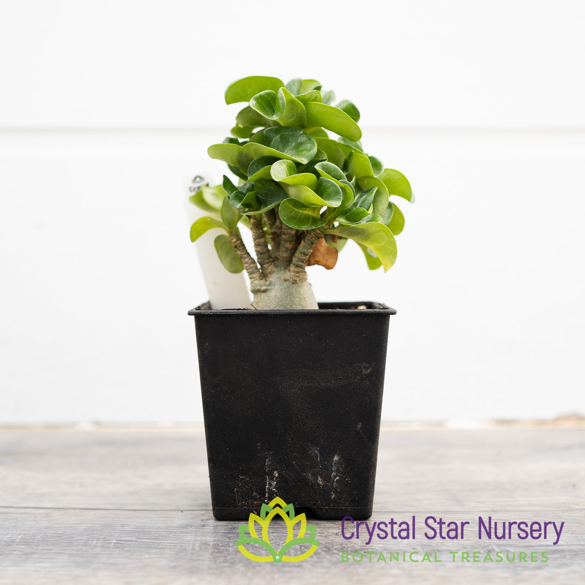 Adenium Arabicum DHA
