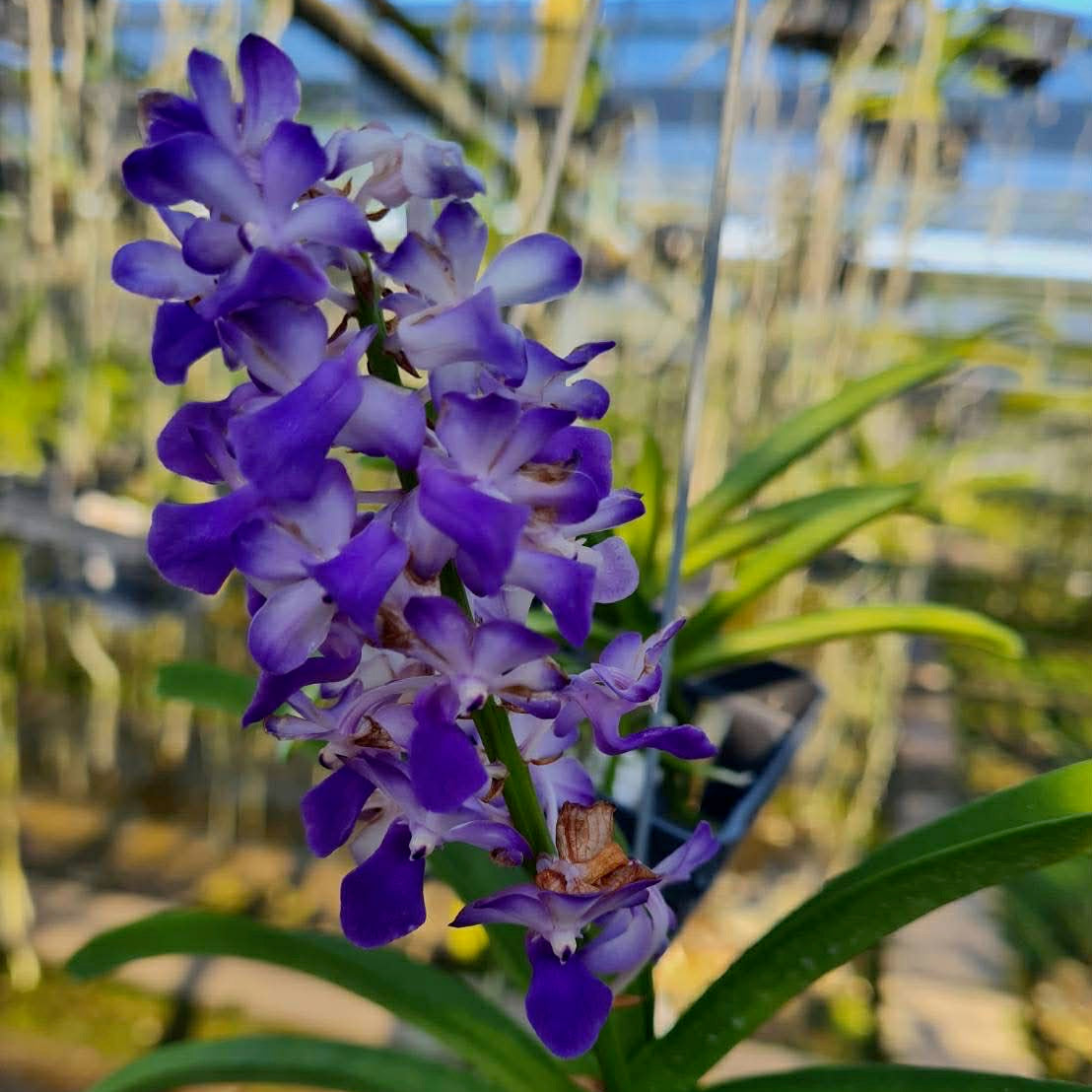 Rhynchostylis coelestis 'Blue' (Clt BL)