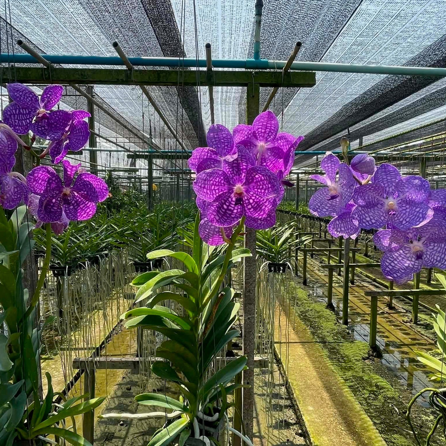 Vanda coerulea hybrid 'Blue' (PRB322 x PRB320)