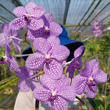 Vanda Rothschildiana 'Blue' (Roth Sag)