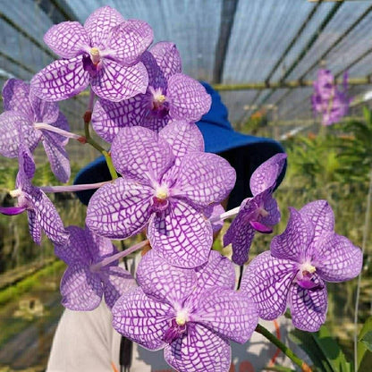 Vanda Rothschildiana 'Blue' (Roth Sag)