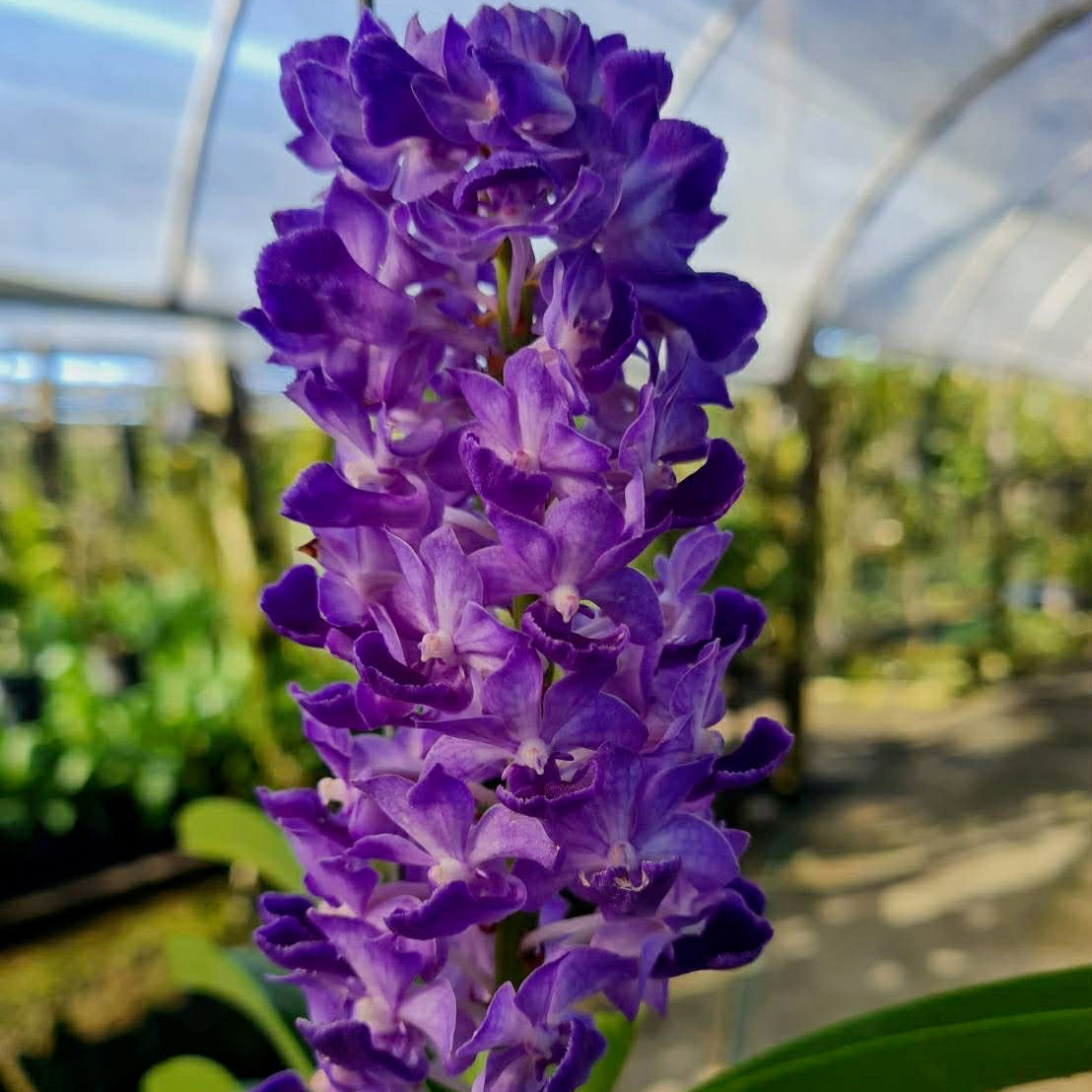 Rhynchostylis coelestis 'Blue' (Clt BL)