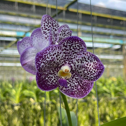 Vanda Kulwadee Fragrance x Jimmy Miller