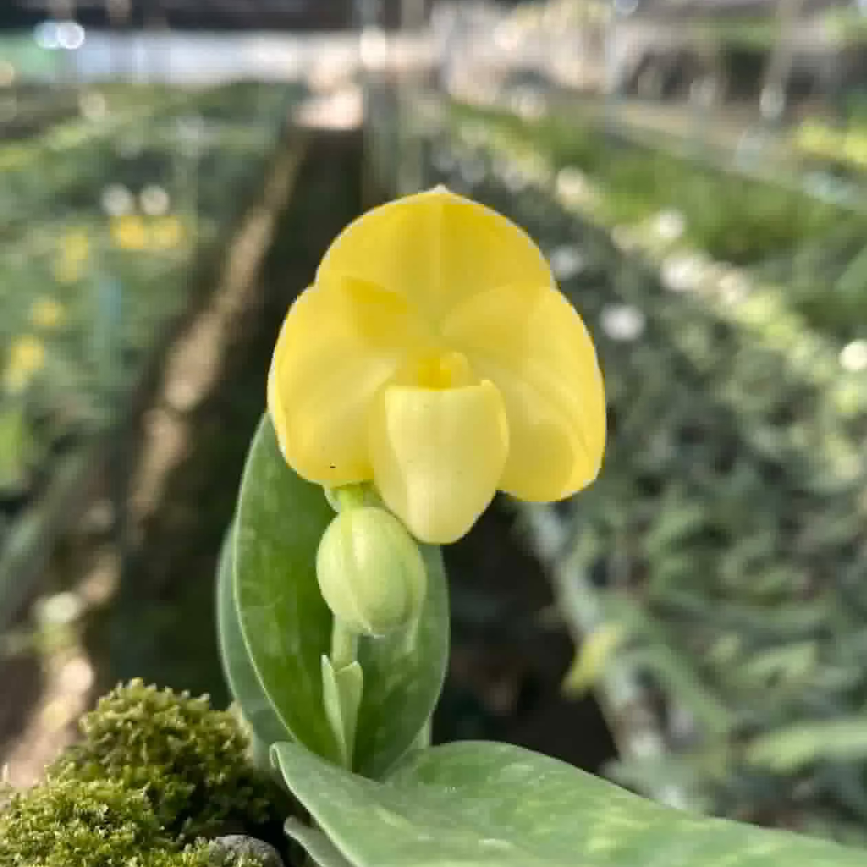 Paphiopedilum concolor var album (S)